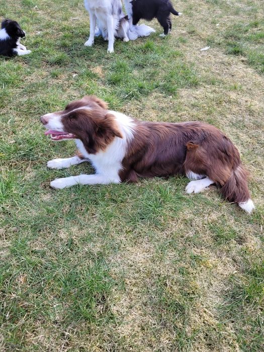 Border Collie Czekoladowo Biała dziewczynka