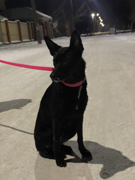 Собачка в добрі руки