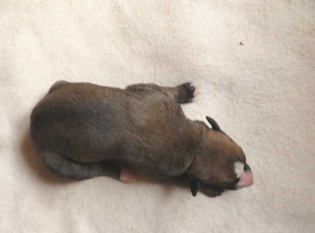 Chart Angielski Whippet, płowy piesek