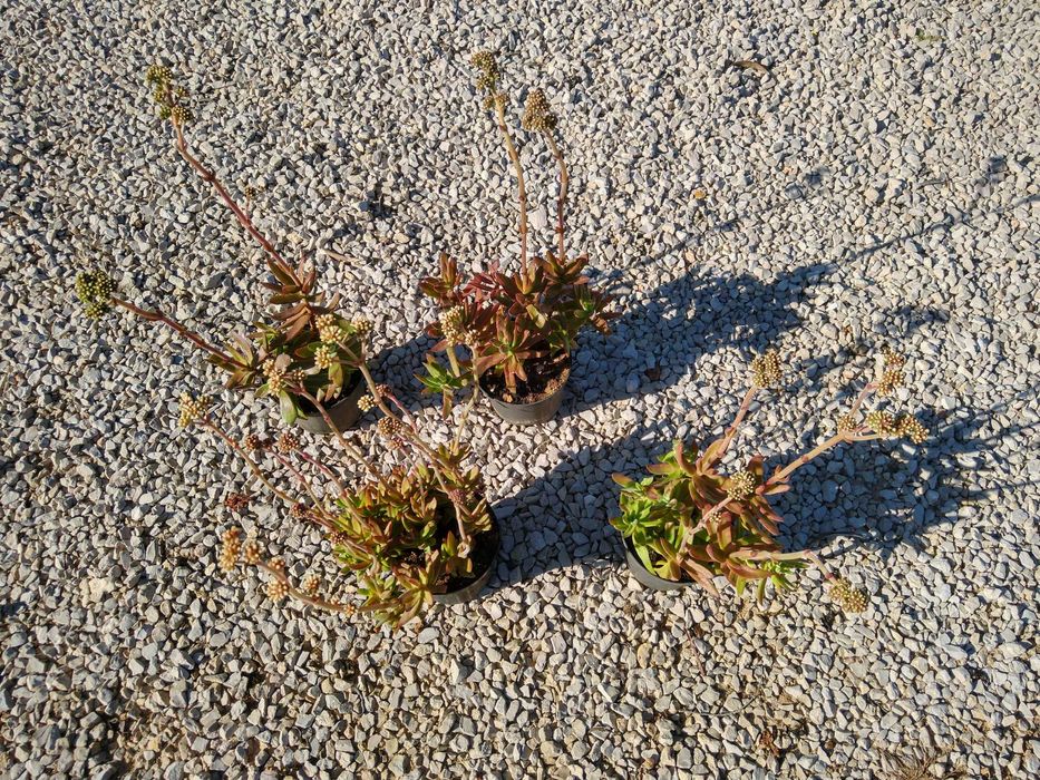 Planta Crassula nudicaulis