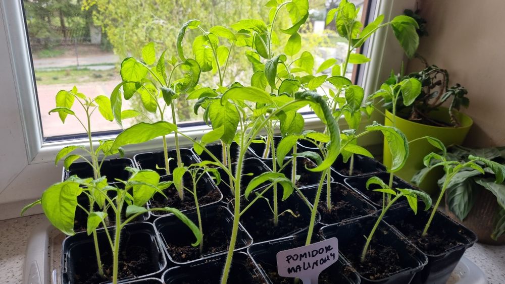 Sadzonka, nadwyżka pomidor malinowy