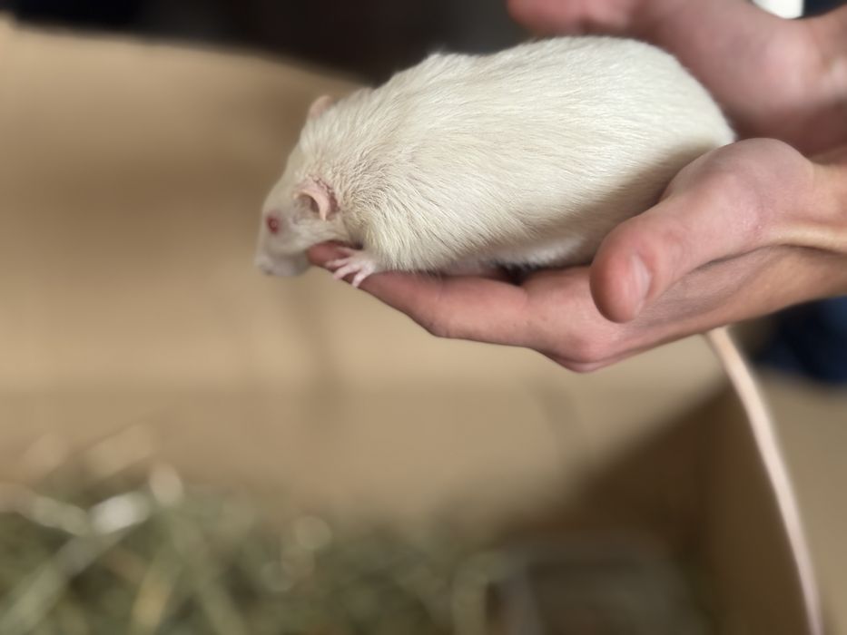 Szczurek domowy Albinos do oddania samiec.