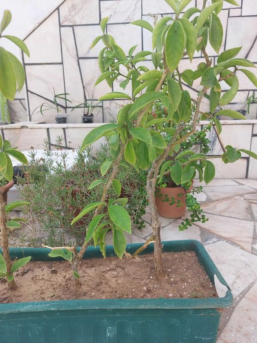 Ora-Pro-Nóbis (OFERTA)