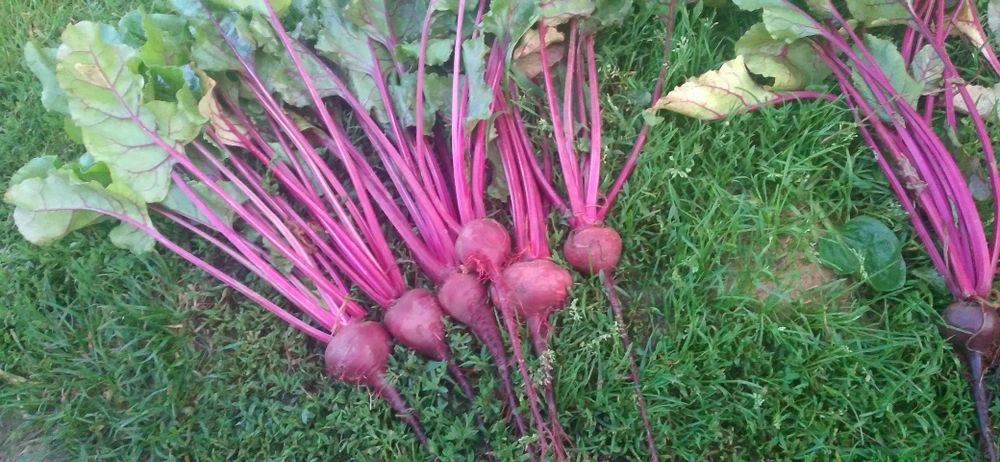 Sprzedam buraczki ćwikłowe prosto z pola