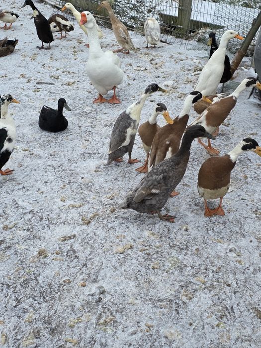 Silki ,hamburskie,lakenvender, biegusy,kogutki mix