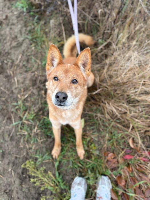 Łagodny karmel w poszukiwaniu domu