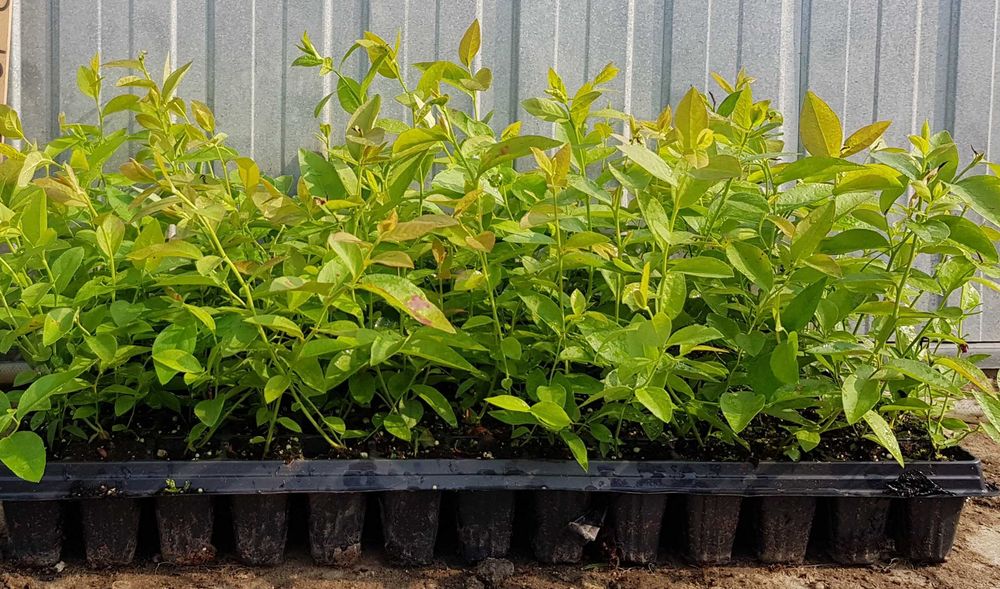 Borówka amerykańska DRAPER CALYPSO | m104 | multiplat | certyfikat CAC