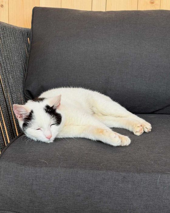 Сара, метис кіт, шукає дім | Центр адопції Зачин