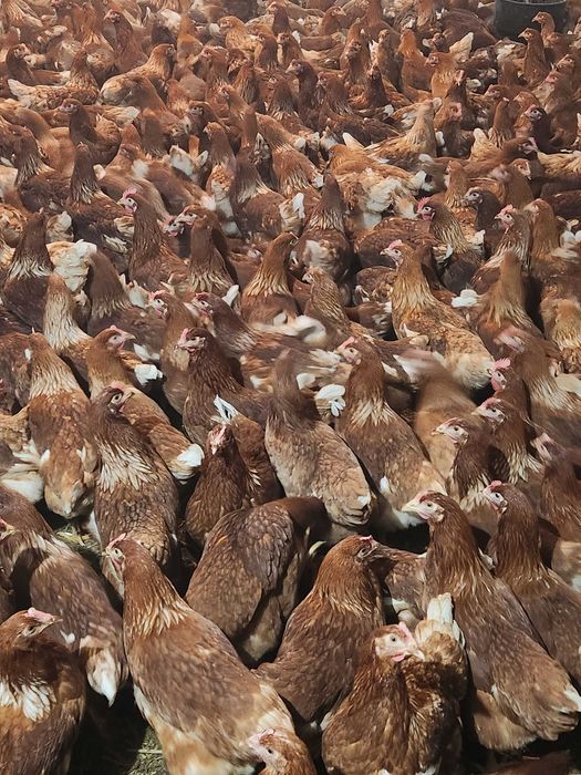 Kury nioski Rosa młode z wolnego wybiegu. Leghorn. Dowóz Gratis.