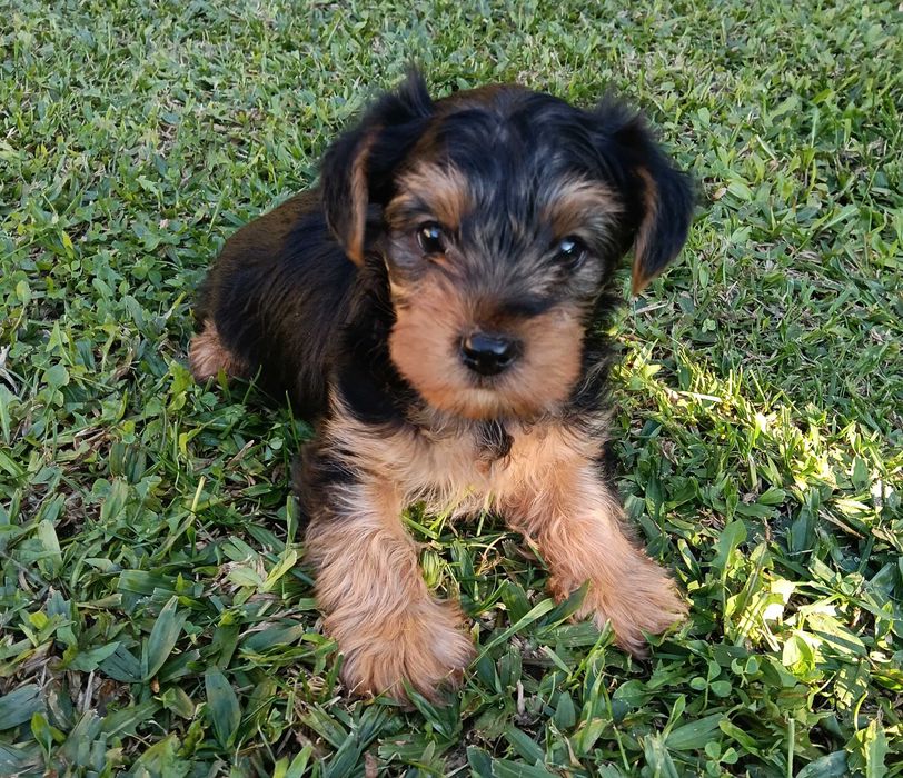 Yorkshire Terrier macho