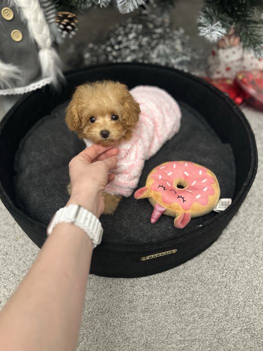 Дівчинка той пудель