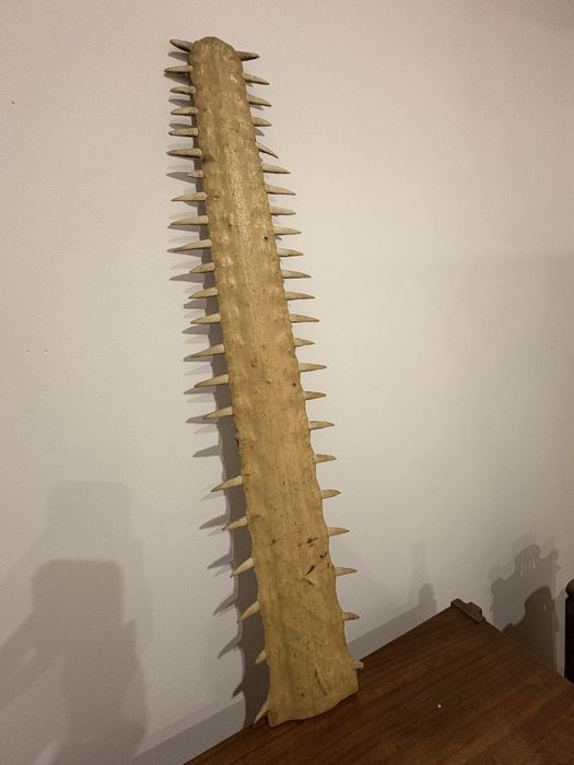 Rostrum peixe serra
