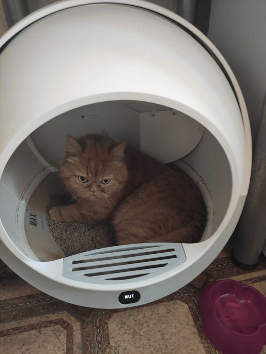 Samoczyszcząca kuweta dla kota Petree Kula 1 - łatwa w obsł - prezent!