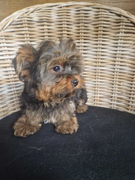 Yorkshire Terrier Piesek