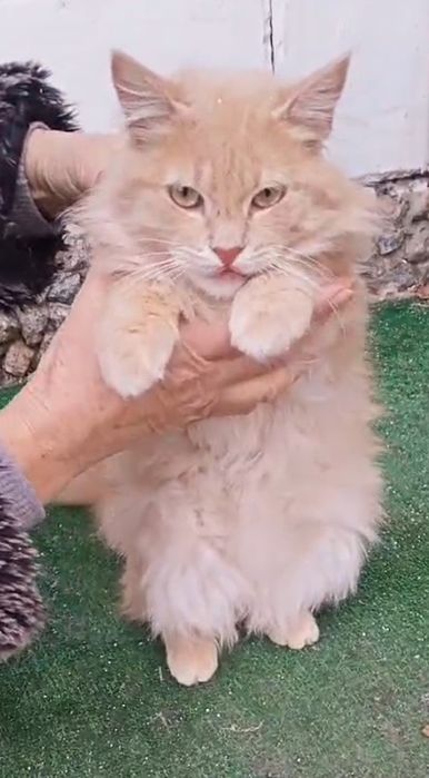 Отдам даром в добрые руки пушистого котика персикового окраса