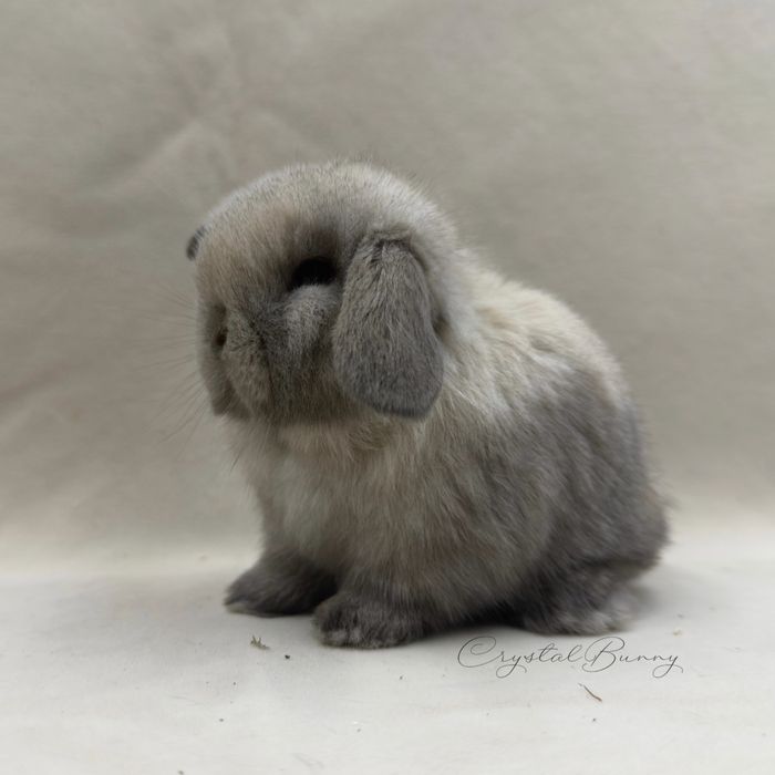 Królik Mini Lop TOP