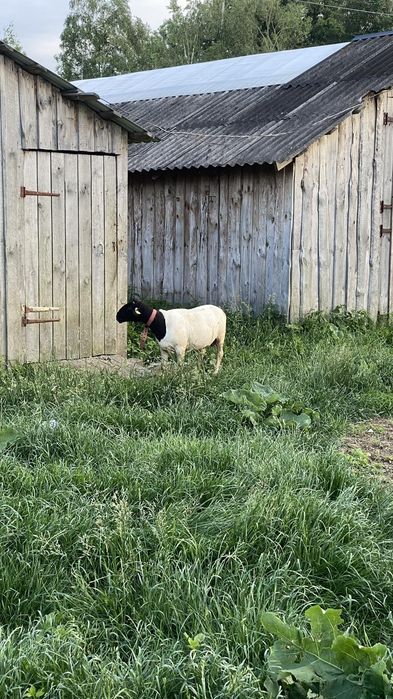 Племенний баран Дорпер 1000% вік 4 роки