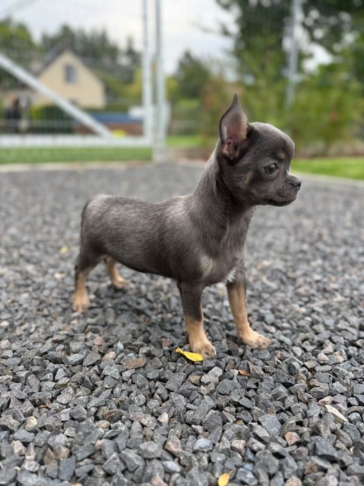 Chihuahua piesek blue and tan