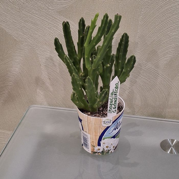 Стапелия Грандифлора крупноцветковая.