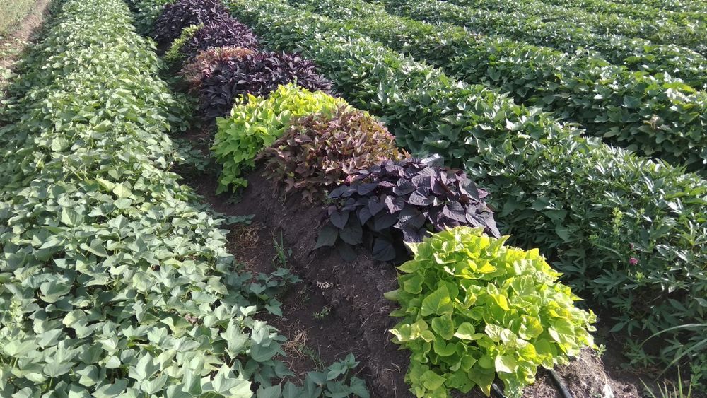 Батат (солодка картопля) - розсада, ціна/якість, доставка