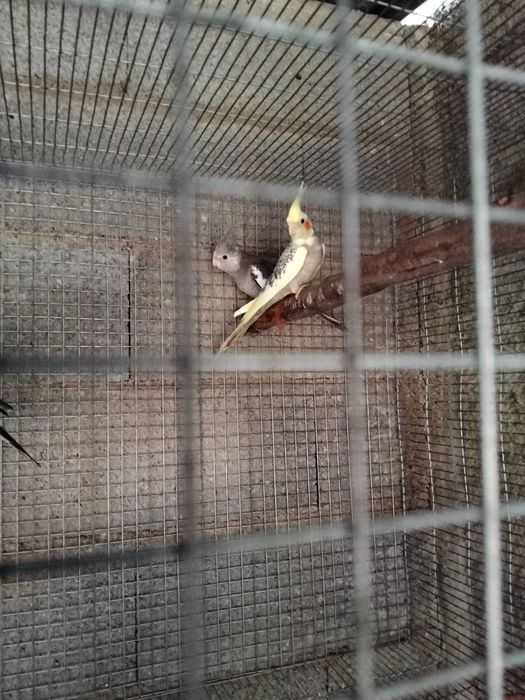 Várias aves para de 2025
