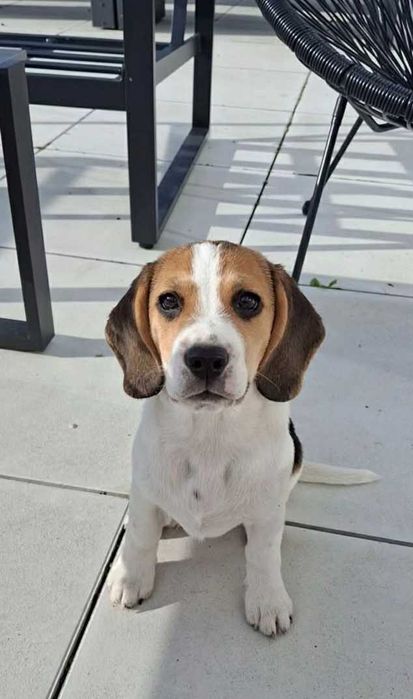 Śliczny Beagle za darmo
