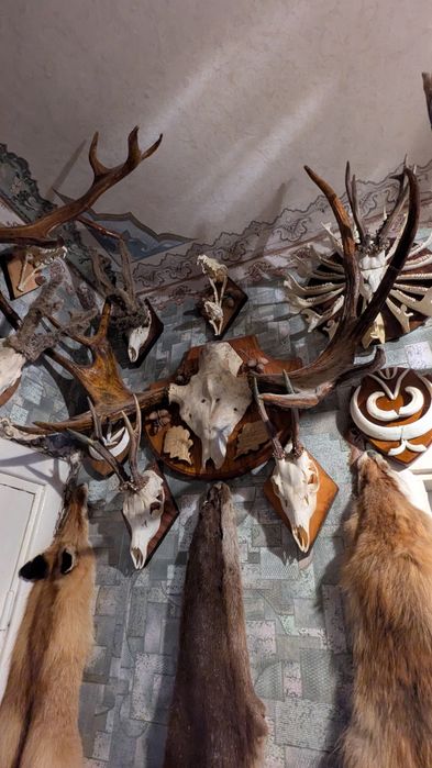 Колекція мисливських трофеїв