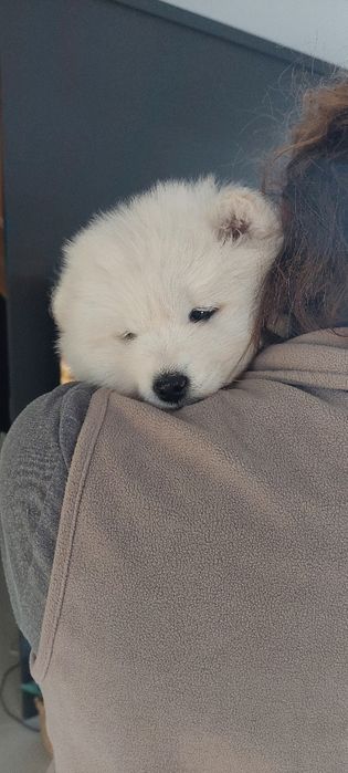 Śliczny  samojed  z rodowodem.  po super rodzicach z zagranicy