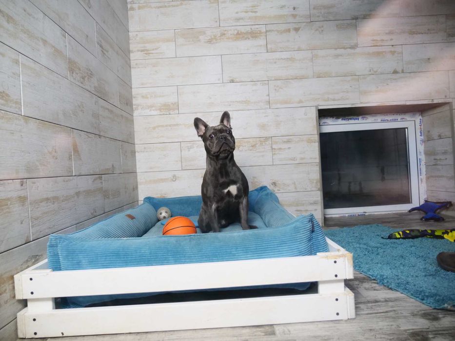 Дресирування собак Кінолог Стоянка Забуча Романівка Петрушки