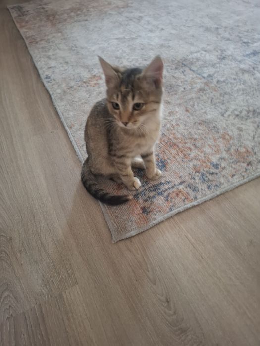 Котят отдам в добрые руки