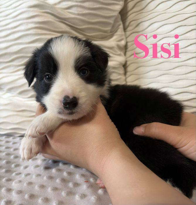 Suczka Border Collie