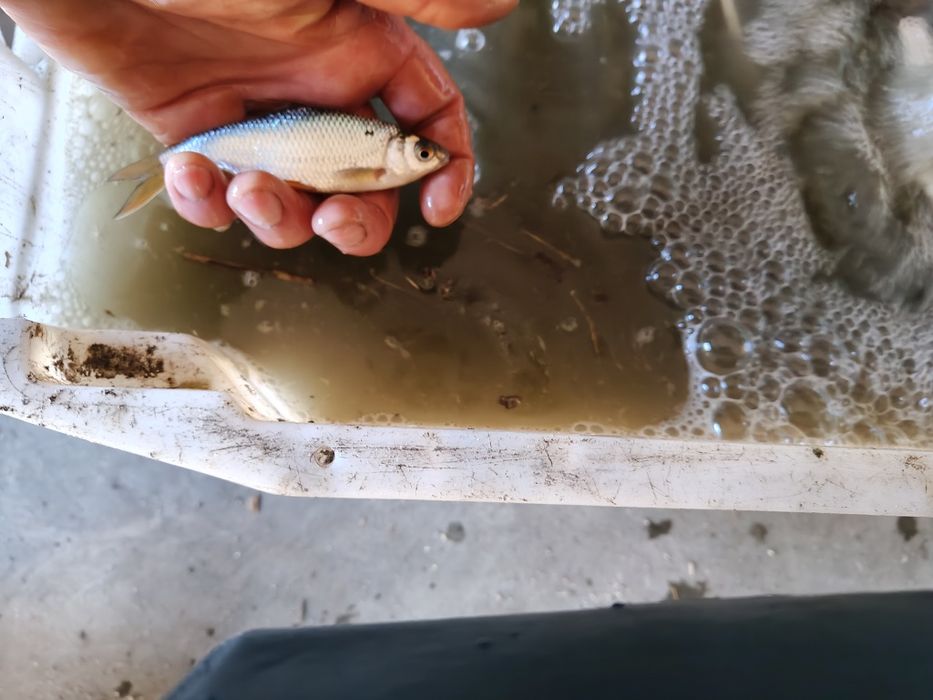 Płoć na żywca suma i szczupaka