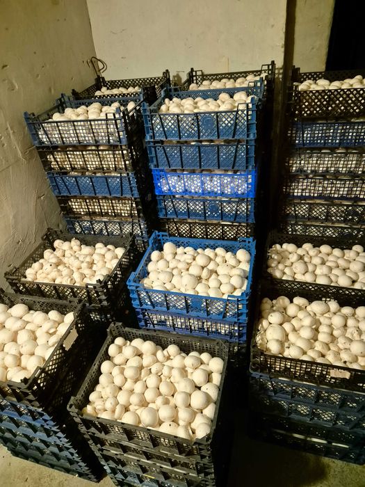 Sprzedaż świeżych pieczarek