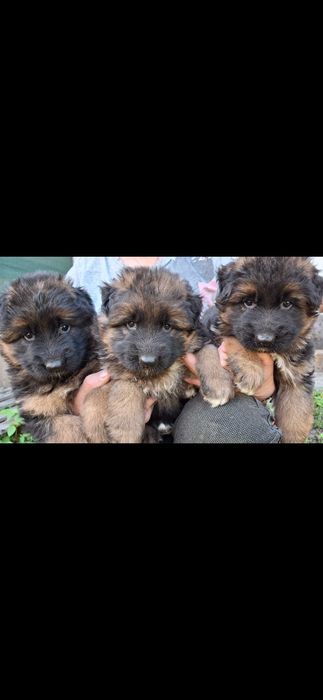 Owcxarek niemiecki długowłosy  szczenie rezerwacja