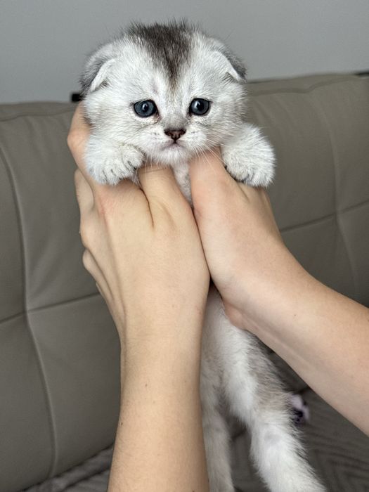 Продаються шотландські кошенята шиншили