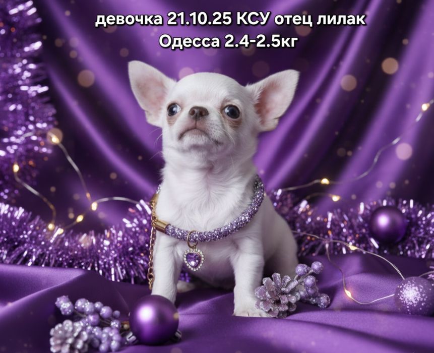 Сногшибательная дама КСУ