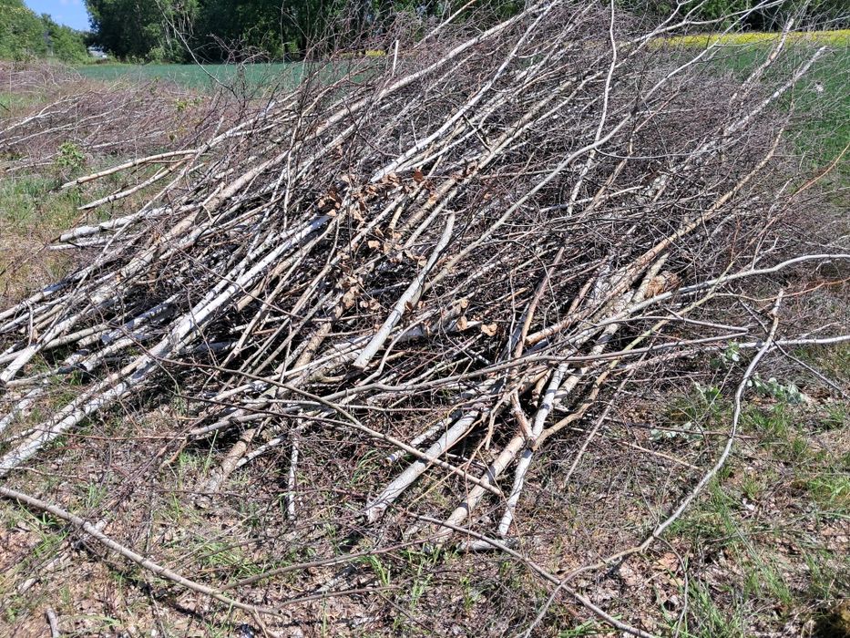 oddam za darmo gałęzie .