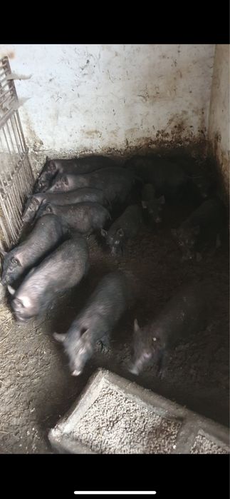 Продам В’єтнамські поросята