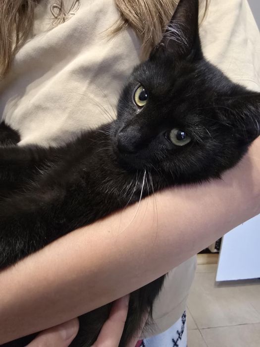 Piękności takie do adopcji