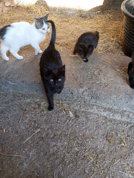 Oddam za darmo kotki