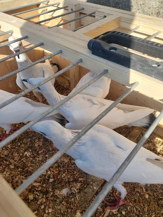 Sprzedam gołębie jasne skladowe