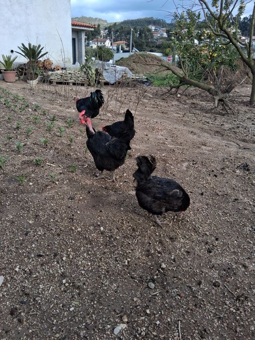 Ovos Galinha Preta Lusitânica