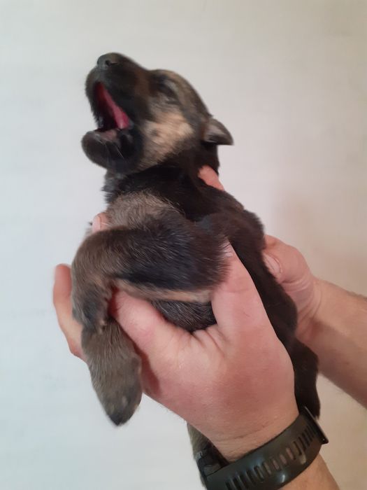 Вівчарка, цуценя вівчарки