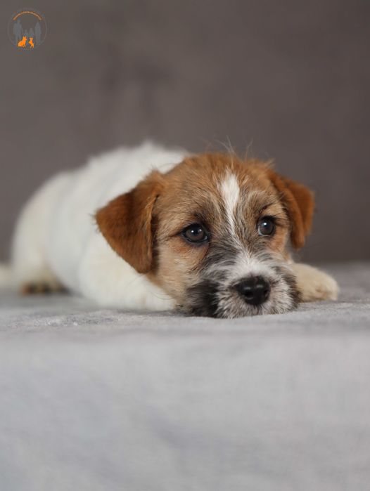 Jack Russell Terrier piękna delikatna suczka ZKwP FCI- paszport