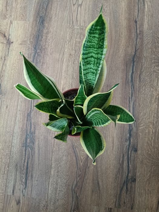 Kwiat domowy doniczkowy języki teściowej Sansewieria wężownica