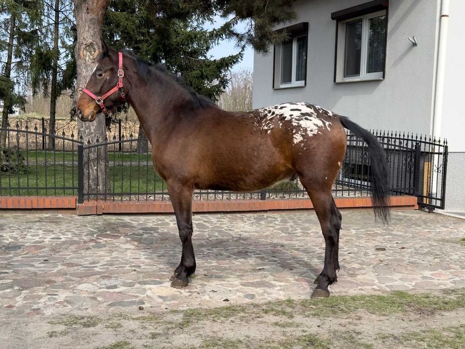 Tarant wałach 2 lata