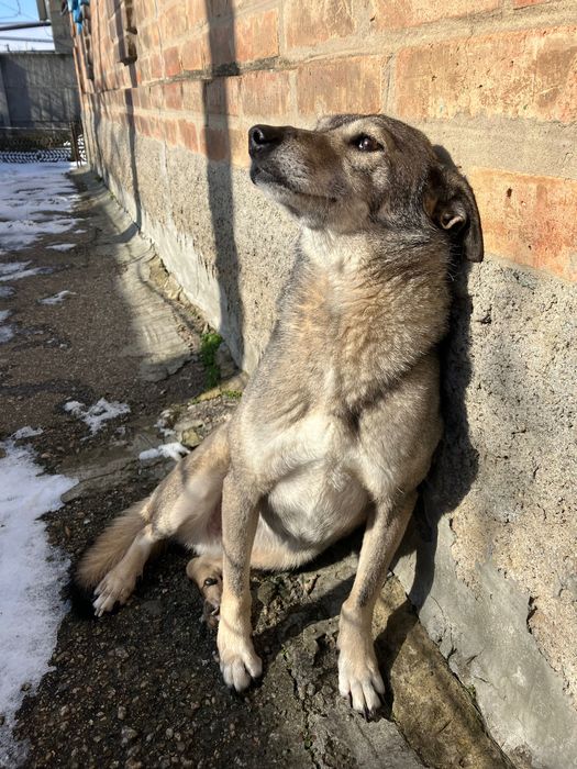 Мене звати Мушка. Шукаю добрий дім.