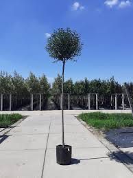 Wiśnia kulista Umbreculifera 200 cm 280zł