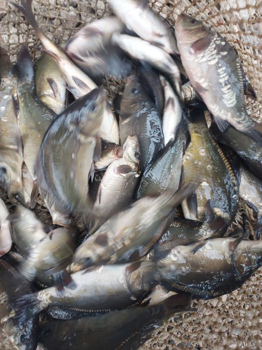 Narybek kroczek sandacz