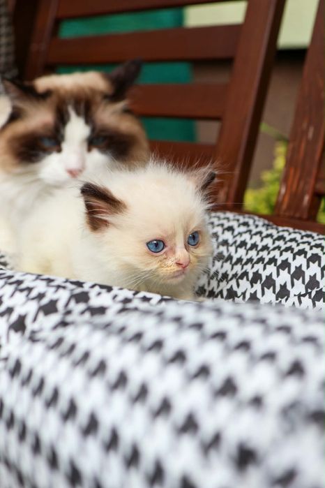 Willi kocurek ragdoll